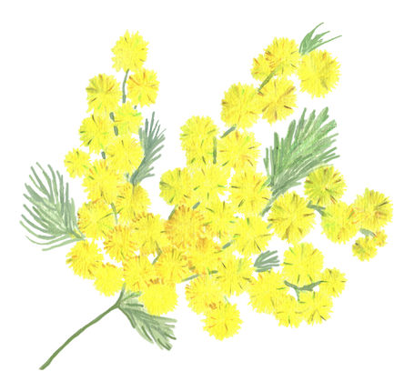 Yellow Mimosa Flower